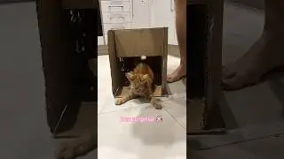 Box Surprise 🐈