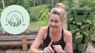 #smallgarden2023 collab @DigwellGreenfingers @BloosSelfReliance #growyourownfood #homestead