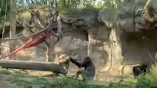 zoo in Barcelona #animaledit #trending #wildanimal #trending #viral #animalcommunity