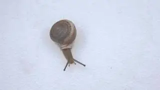 Daedalochila uvulifera (Shuttleworth, 1852) Peninsula Liptooth Snail
