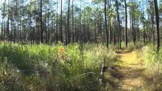 De Soto national forest