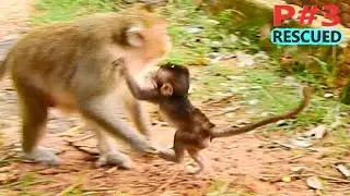 FINALLY, MOM GINGER RESCUED GOLDIE BACK...VERY BRAVE BABY GOLDIE HERSELF RUN FAST TO MOM WITH SAFETY