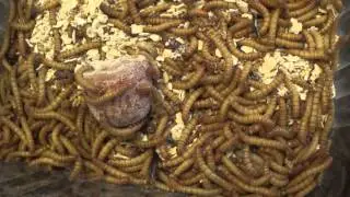 Patiently Separating Pupae from Larvae in the Darkling Beetle Colony