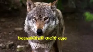 beautifull wolf eye