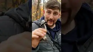 Навозник белый (Coprinus comatus)