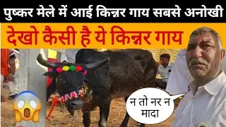 दुनिया की पहली किन्नर गाय ! Pushkar Mela में आई अनोखी &ldquo;Kinnar Gaay&rdquo; | Miracle Cow India