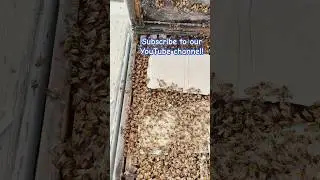 Getting ready for almond pollination #honeybeesting #beekeeping #farming #bees #honeybees