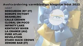 Avelsvärderinge varmblod // Hösten 2023 // Sundbyholmstravet