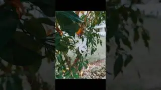 Photography ideas tricks and tips in mobile 📱 #photoideas #nature #photography