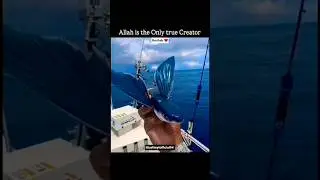 Allah is the only true creator ! Flying fish #islam#islamicstatus#shorts