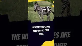 Zebra Stripes: Unmasking the Black Base! 🦓🖤  #animals #animalfacts #viral