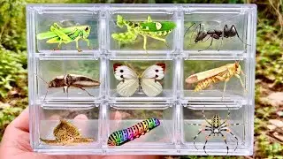 I catch insects in the flower garden: butterflies, horsetails, caterpillars, honey bees...