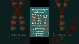 #MDCAT Bio online Classroom Day 3. Which chromosome in thehuman genome is the smallest in size?