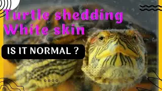 Turtle shedding white skin why ? Red eared slider turtle #viral #trending #turtle #turtlelovers