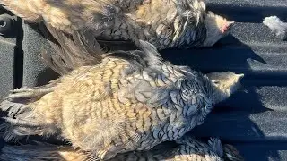 Solo Colorado Scaled Quail Hunt