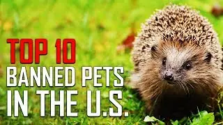Top 10 Pets Banned In America