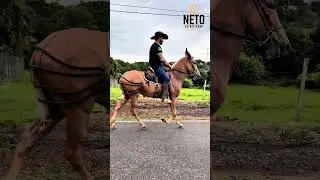 Polaca do Criat&oacute;rio Marc&atilde;o. #NetoQuintilhano #TreinamentoDeMuares #muares #cavalo #marchador