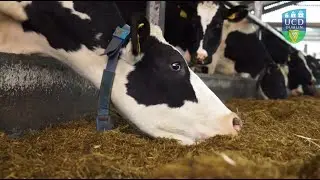 Dairy Research and Education Facility opens at UCD Lyons Research Farm