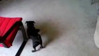 Black Pug (Monty) With New Toy Gorilla