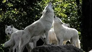 Hurlement de loups blancs de nuit au parc animalier de Sainte Croix