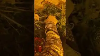 electric scissors,Extra sharp Electric Trimming Scissors,Plant, Leaf  Bud Trimmer,Cultivation Garden