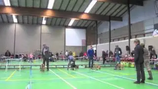 Dutch Border Terrier Club Show 2012