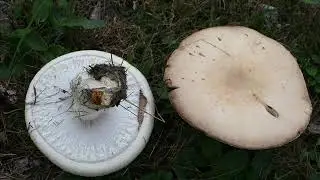 Agaricus urinascens