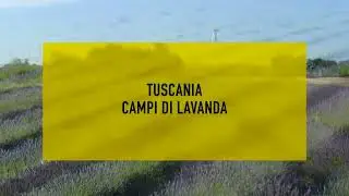 Campi di Lavanda - Tuscania