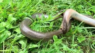 Ломкие веретеницы  (Anguis fragilis )выясняют отношения