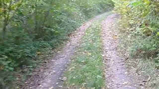 Forest road. Strada forestale. Route foresti&egrave;re. 林道