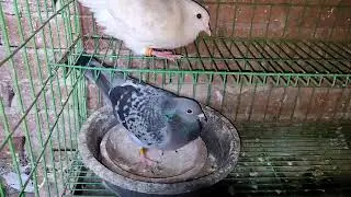 الحمام الرومى وتهجين الفرنساوى مع الزاجل