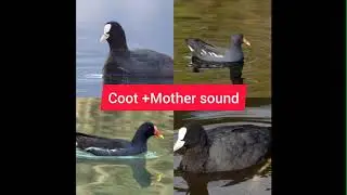 Coot mix morheen hunting sound