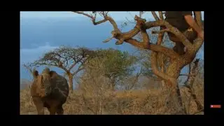 Встреча с дикими животными! УЖАС!!!  Amazing WILD Animal Encounters! Атака диких животных!