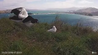 Royal Albatross~Parent attacks a visitor~17:15 PM 2019/02/21