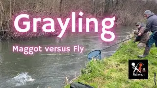 Maggot Versus Fly