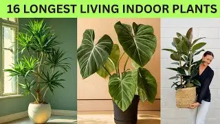 16 Longest Lived Houseplants for Your Indoor Garden | Houseplants That Live Decades