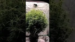 Так Выглядит Do Si Dos 33 от  Barney's Farm