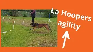 Hoopers agility deroulement et bienfaits pour tous les chiens | du chiot au senior