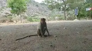 Hiccup Monkey - Affe mit Schluckauf - Macaca radiata singultus/vomitus