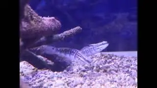 サラサハゼ