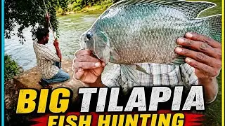 Fish hunting // పెద్ద తిలపియా చేప చిక్కింది // Tilapia fish catching traditional Fish Hunting video