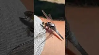 Dragonfly eating a fly #dragonfly #dragonflies #nature #foodchain #fly #dragon #insect #insects