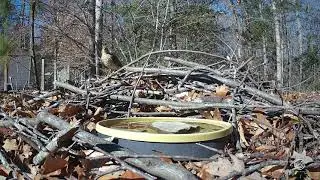 Surprise Visitor to the Shrub Pile - Sharp-shinned Hawk