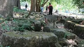 Monkey Froest Action monkeys in forest (EP29)#reels #Animals Daily SR