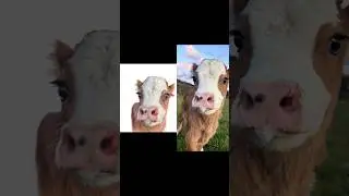 Drawing a Cute Baby Cow #drawing #art #cuteanimals #sketch