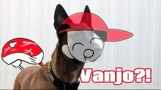 Life of My Dog's Ball (300 sub special)  |  BUTCHERS VANITY