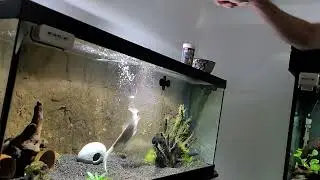 Hoplias malabaricus feeding aka freshwater wolf fish