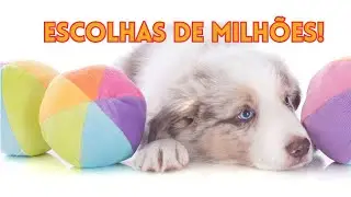 Os melhores brinquedos para o Border Collie filhote e o que fazer pra que eles durem por ANOS.