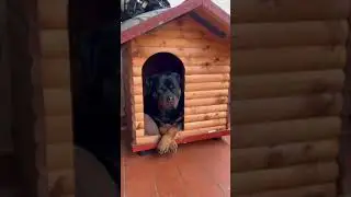 Dottie in a Loggie | Rottweiler in a log cabin