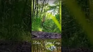 Relax - Утро в лесу! 